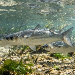 Kabala Fish