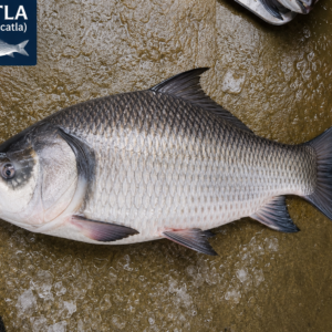 Katla Fish